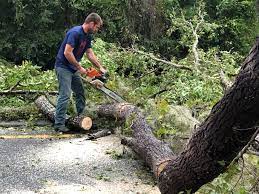 Reliable Teutopolis, IL Tree Removal Solutions